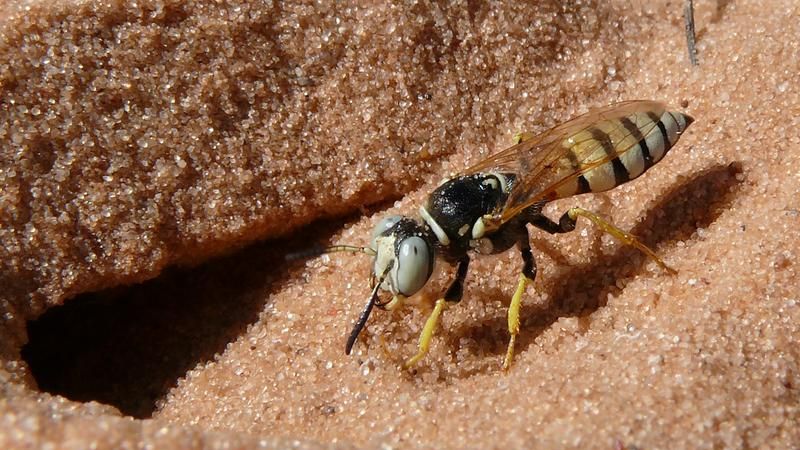 Bienenwölfe nutzen Antibiotika  