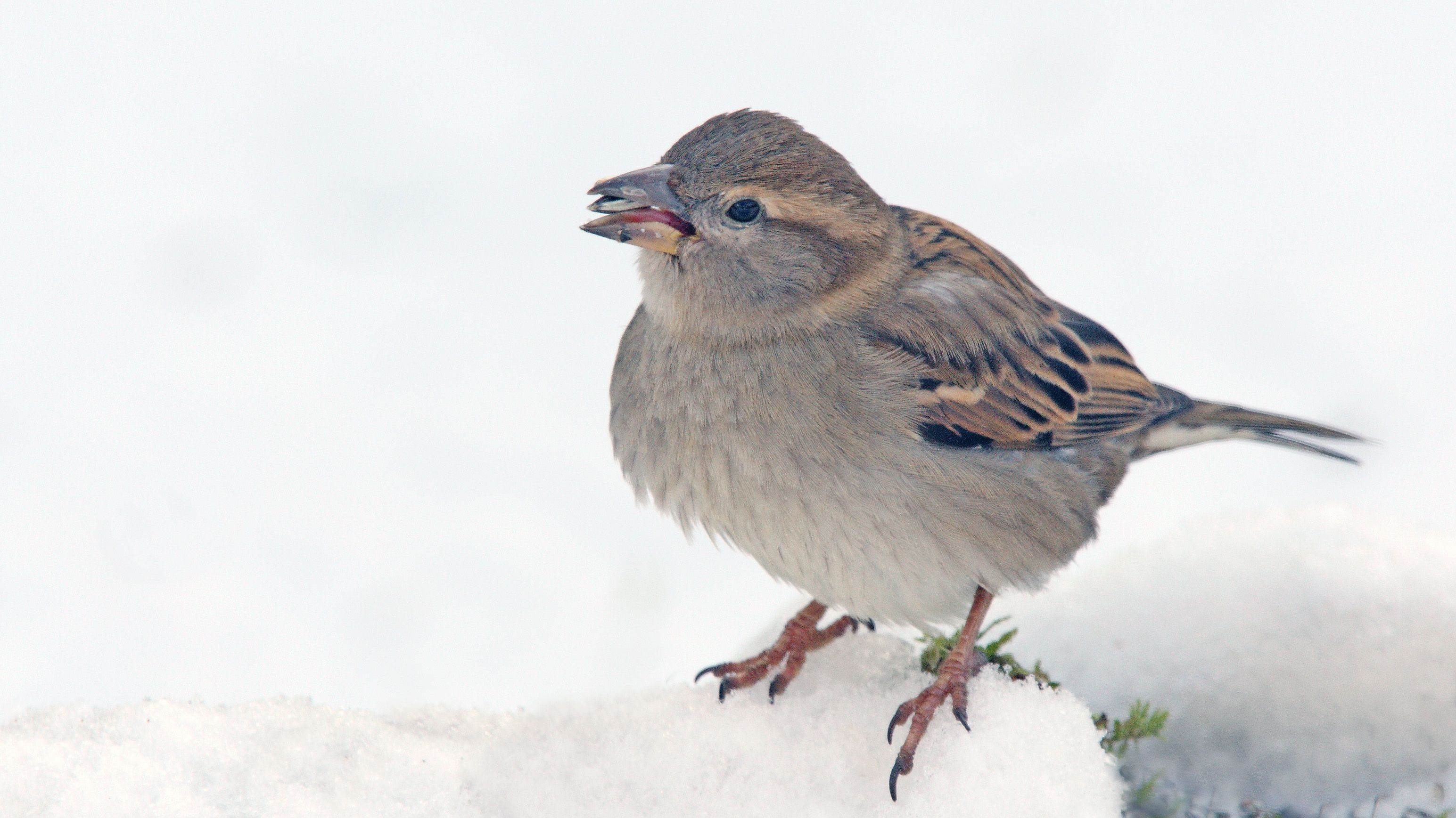 Spatz auf ersten Platz geflogen