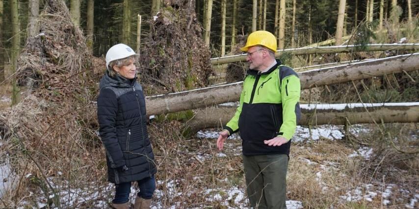 ThüringenForst bremst Einschlag im Nadelholz