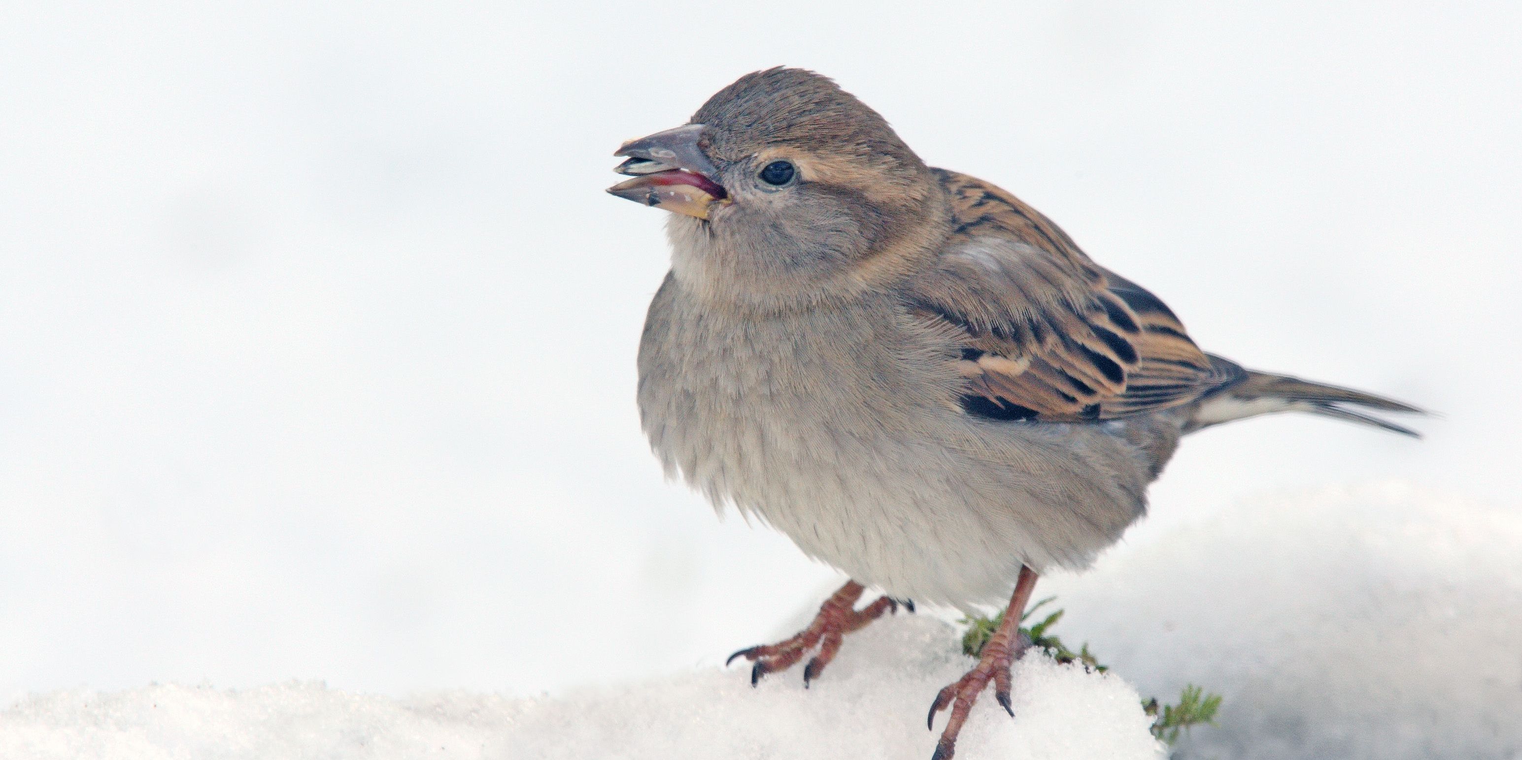 Spatz auf ersten Platz geflogen