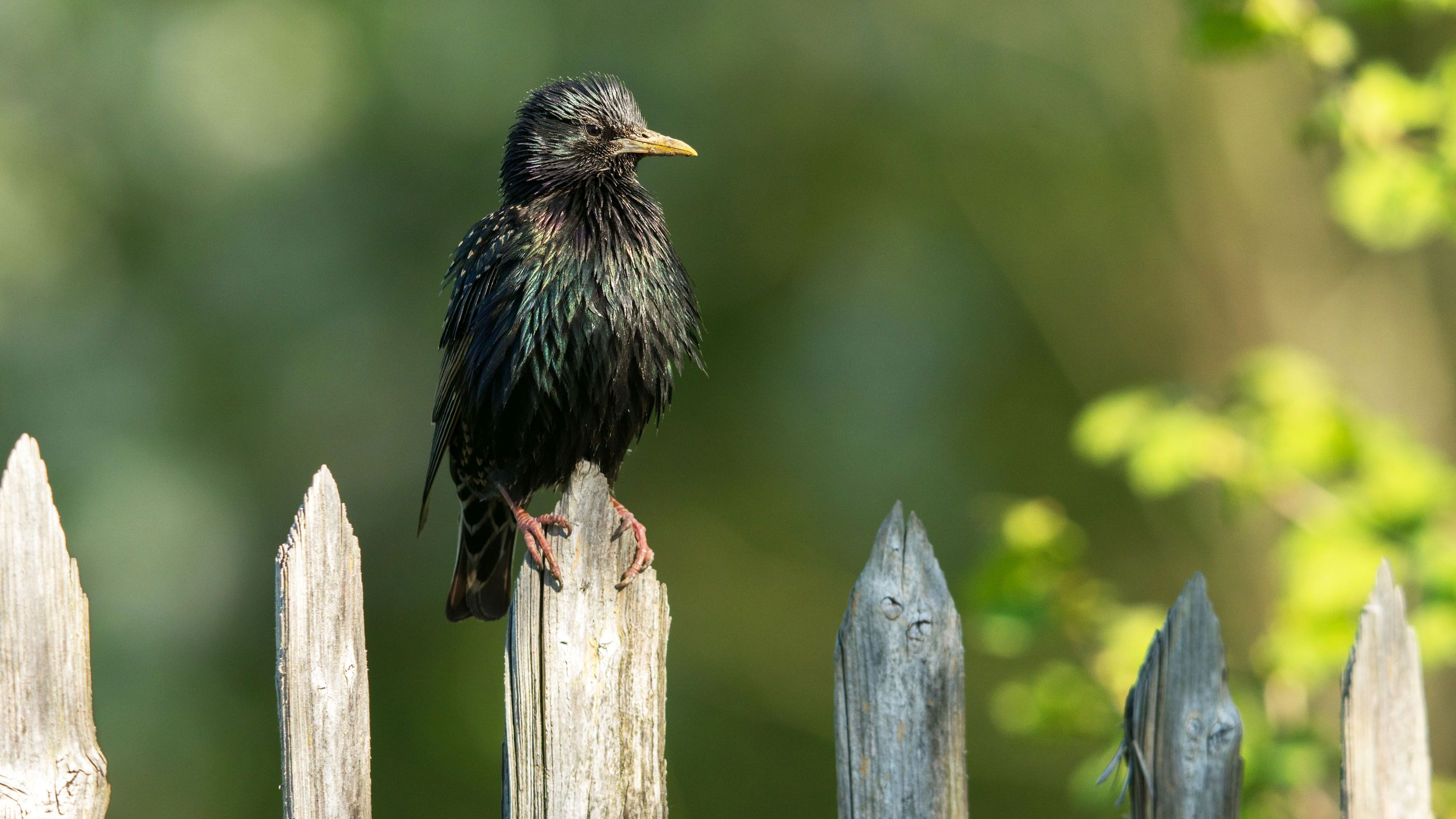 NABU gibt Tipps für Starenkastenbau