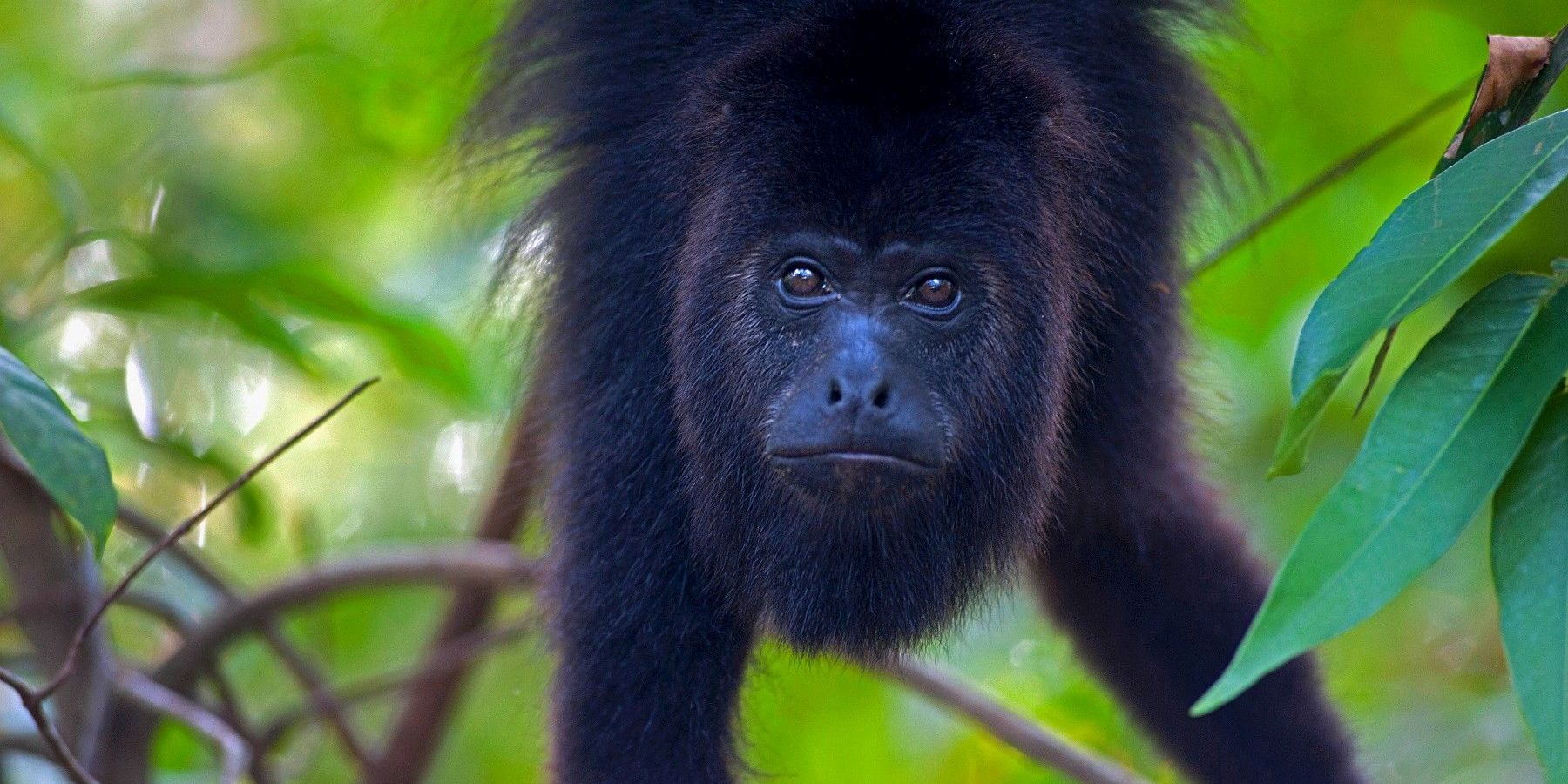 Dschungelzugabe zum 4. Lichtbildarena-Spezial-Wochenende