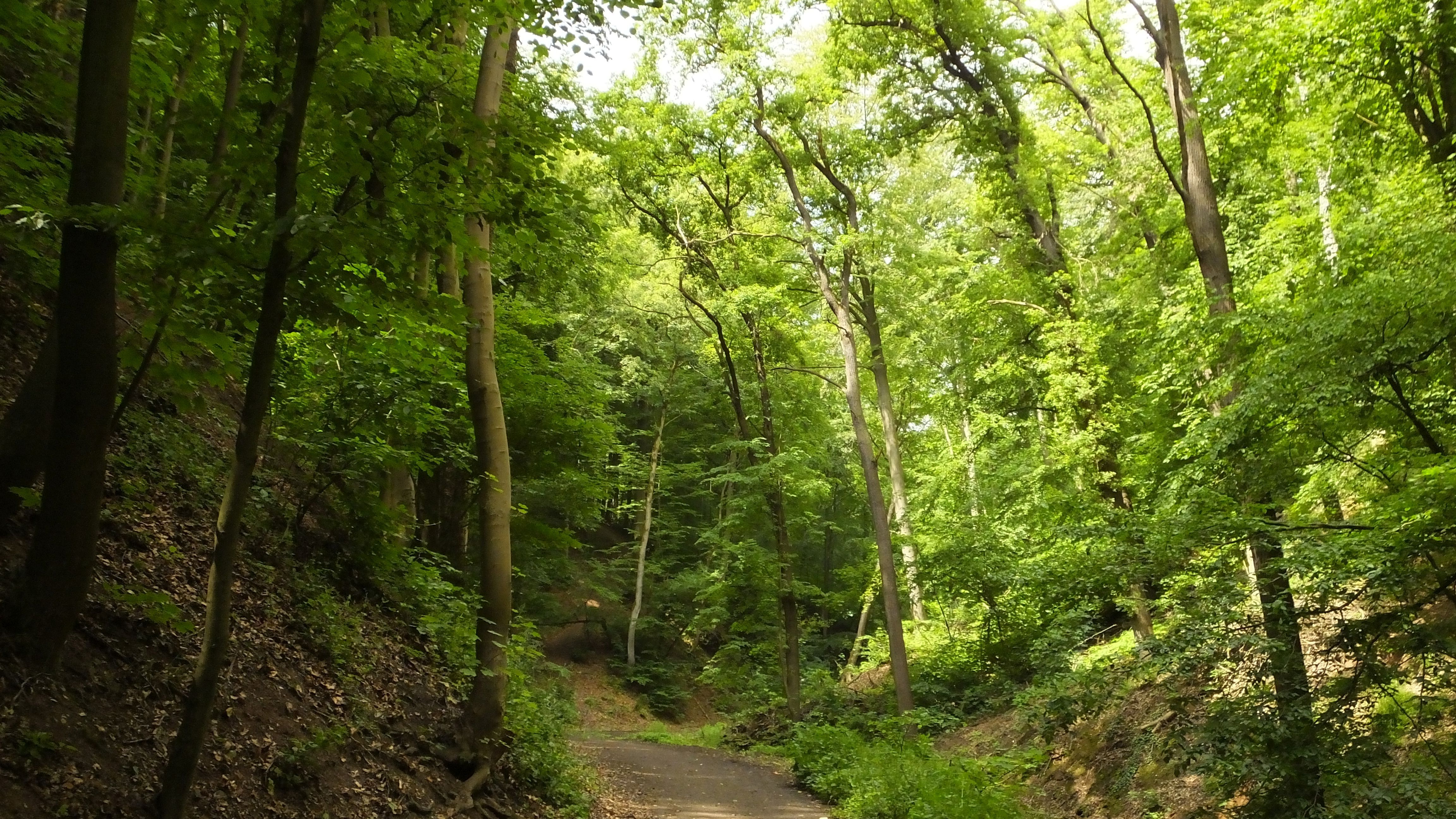 Hauptwege im Geraer Kommunalwald freigeräumt