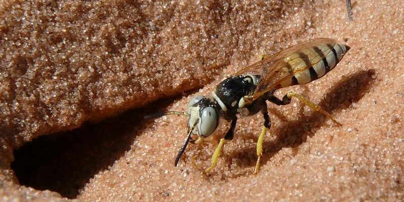 Bienenwölfe nutzen Antibiotika  