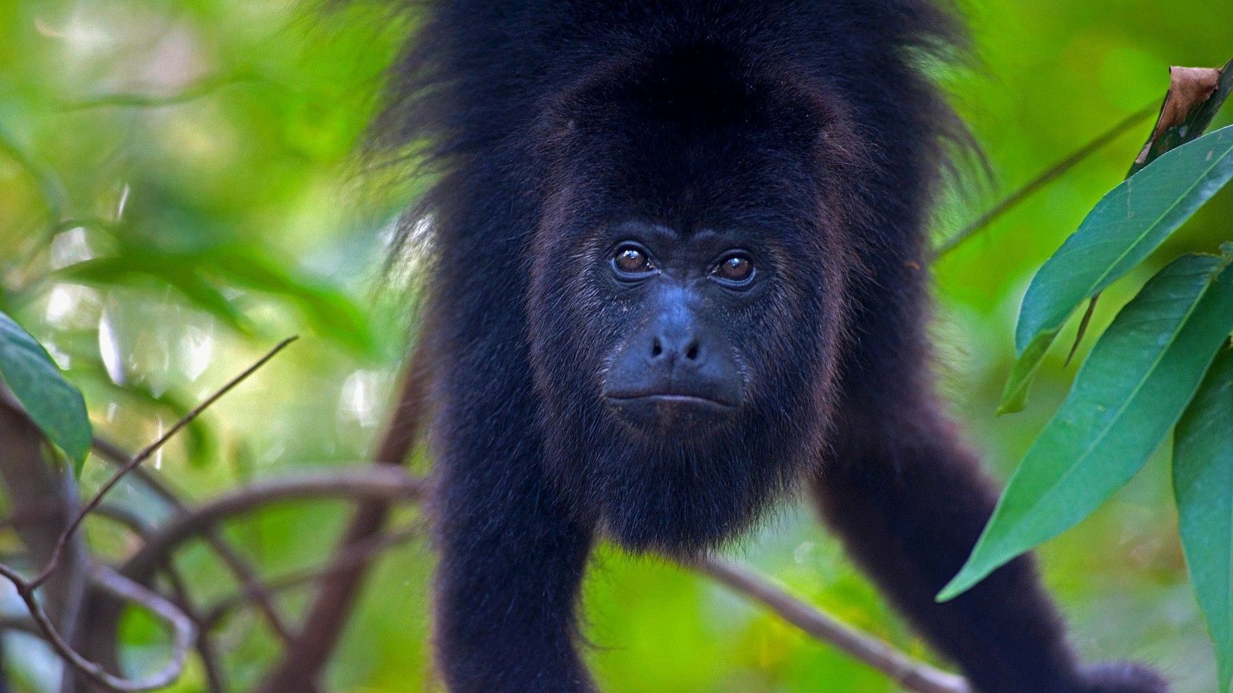 Dschungelzugabe zum 4. Lichtbildarena-Spezial-Wochenende