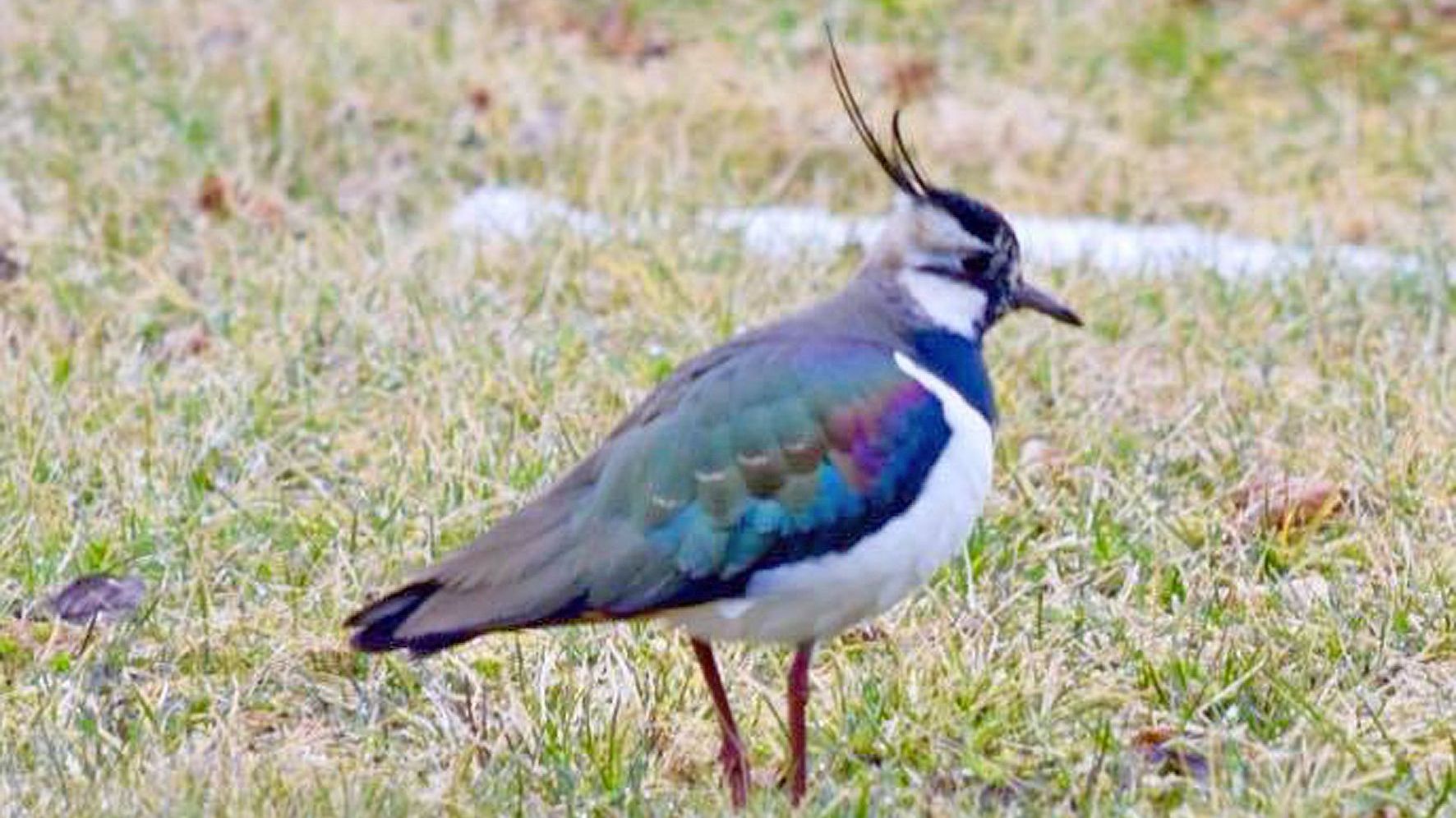 Eis und Schnee zwingt Vögel zur Rast in Thüringen
