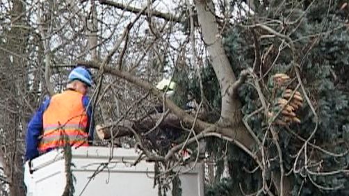 Sturmschäden: Steuererleichterung für Waldbesitzer  