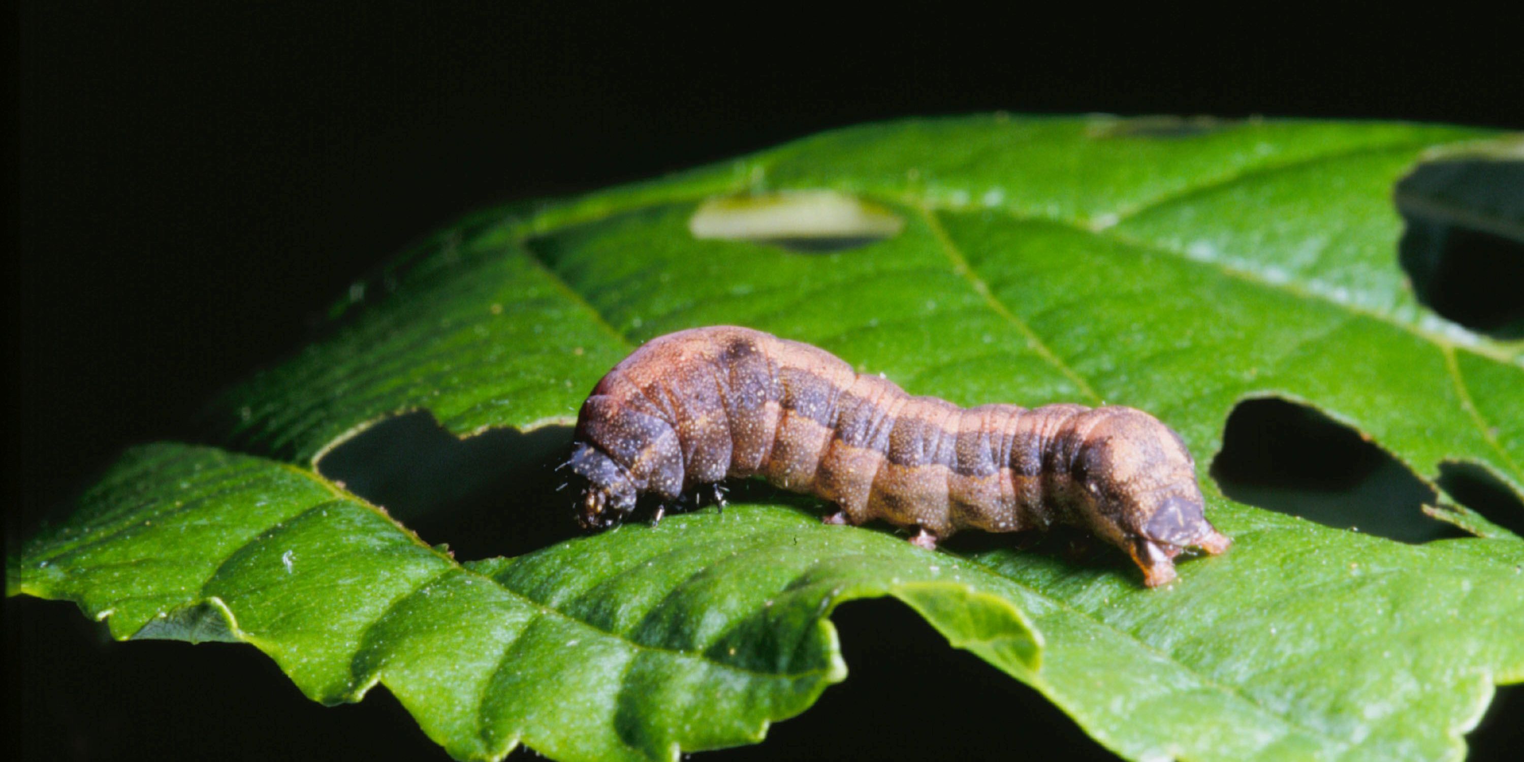 Vortrag in Sonderausstellung „Duftspuren“