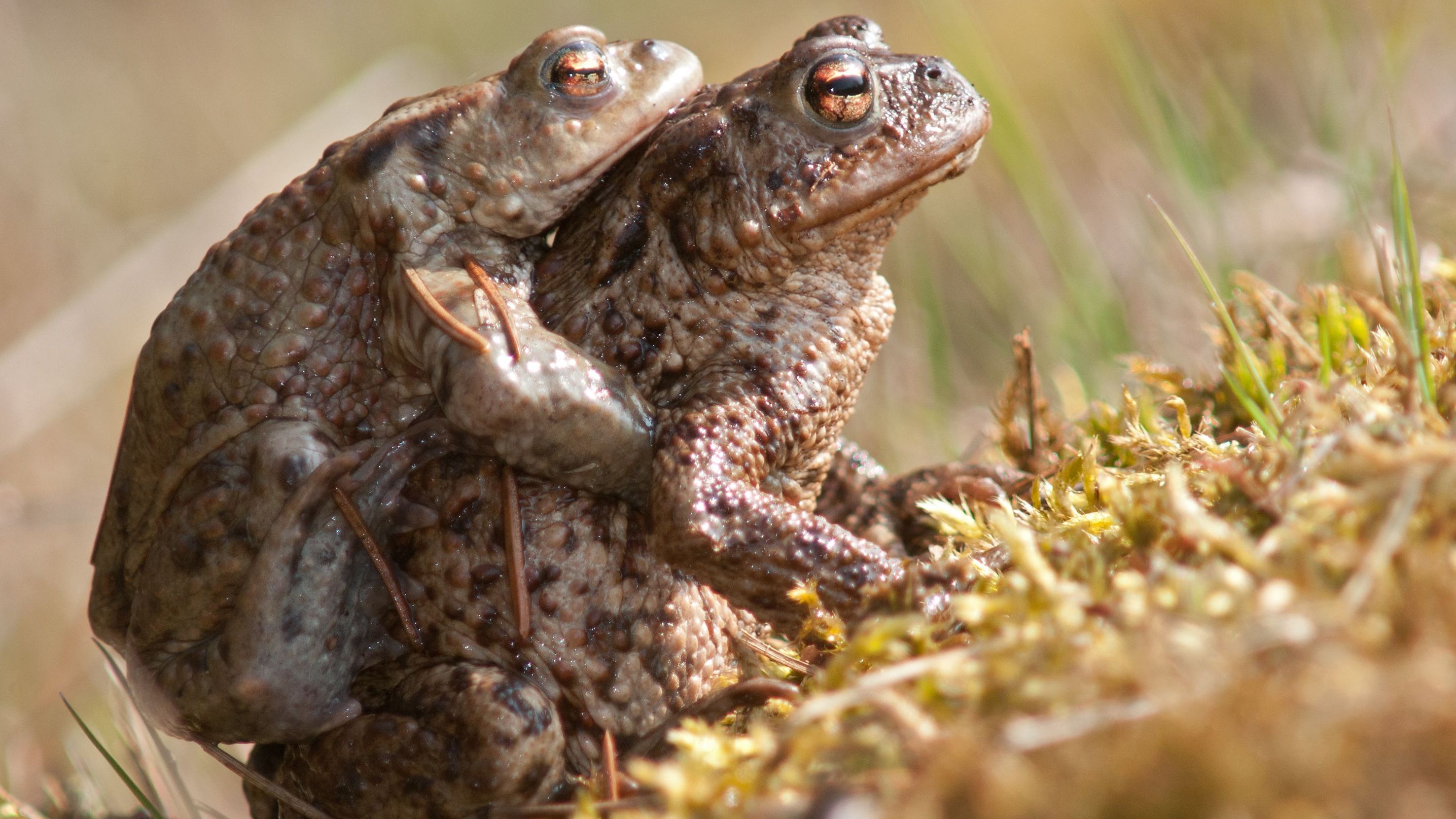 Amphibienwanderung: Vorsicht geboten