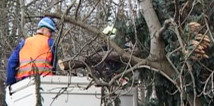 Sturmschäden: Steuererleichterung für Waldbesitzer  