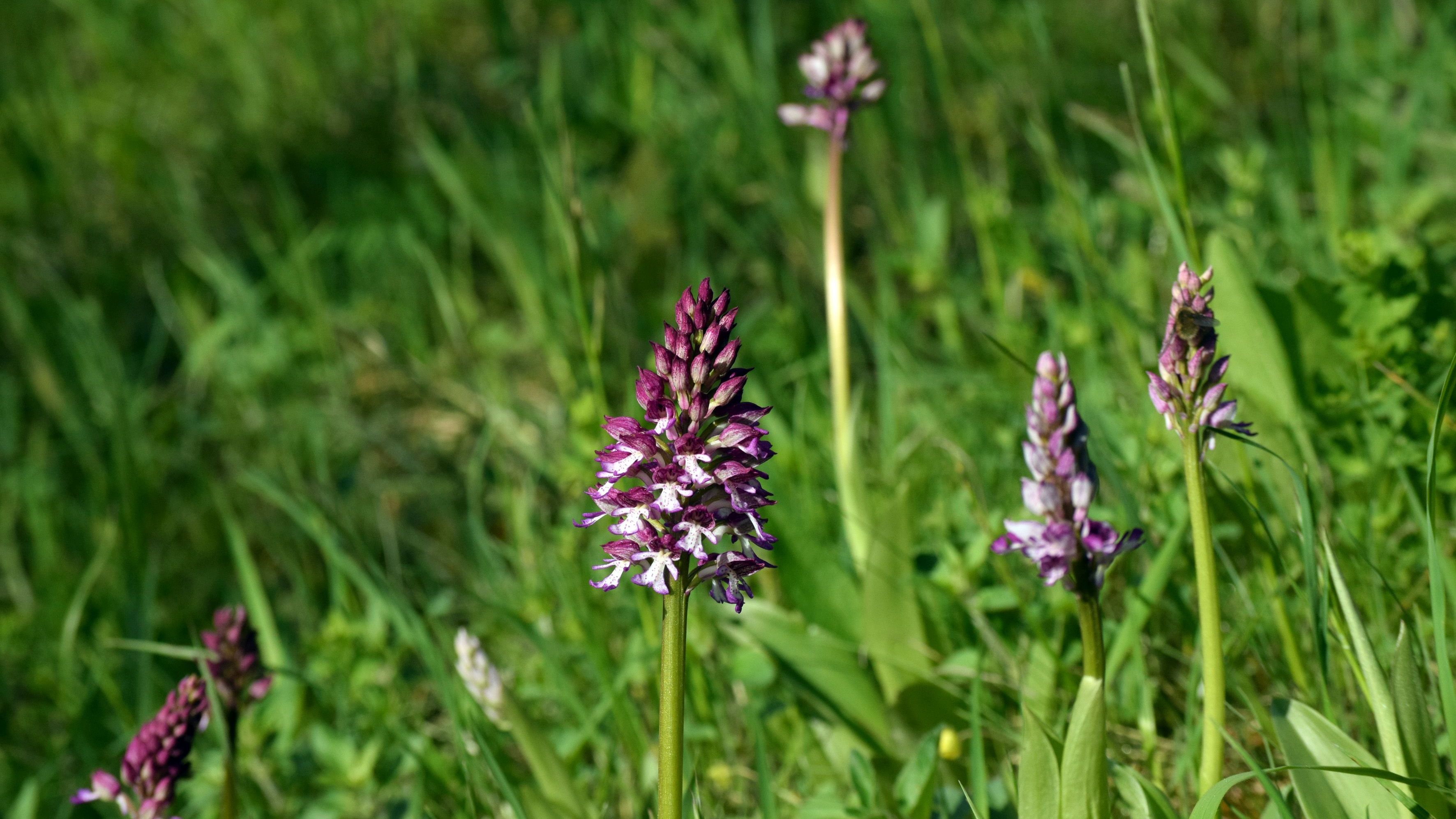 Orchideenführungen im Leutratal