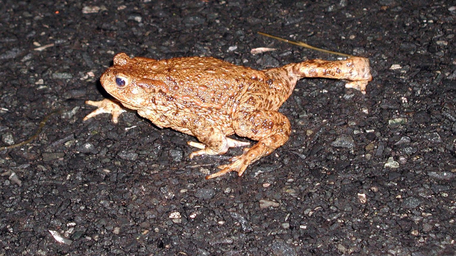 Rücksicht auf Amphibien