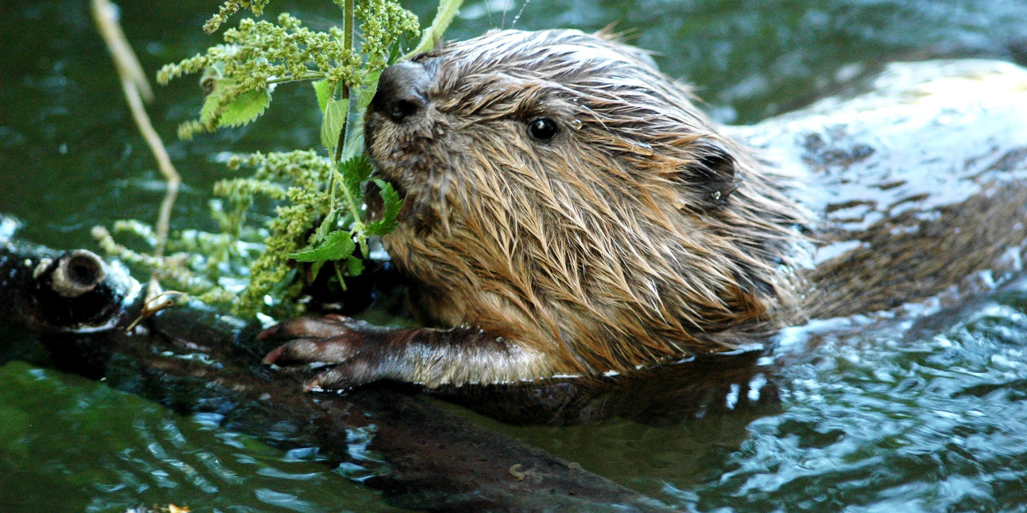 Achtung: Junge Biber gehen auf Wanderschaft