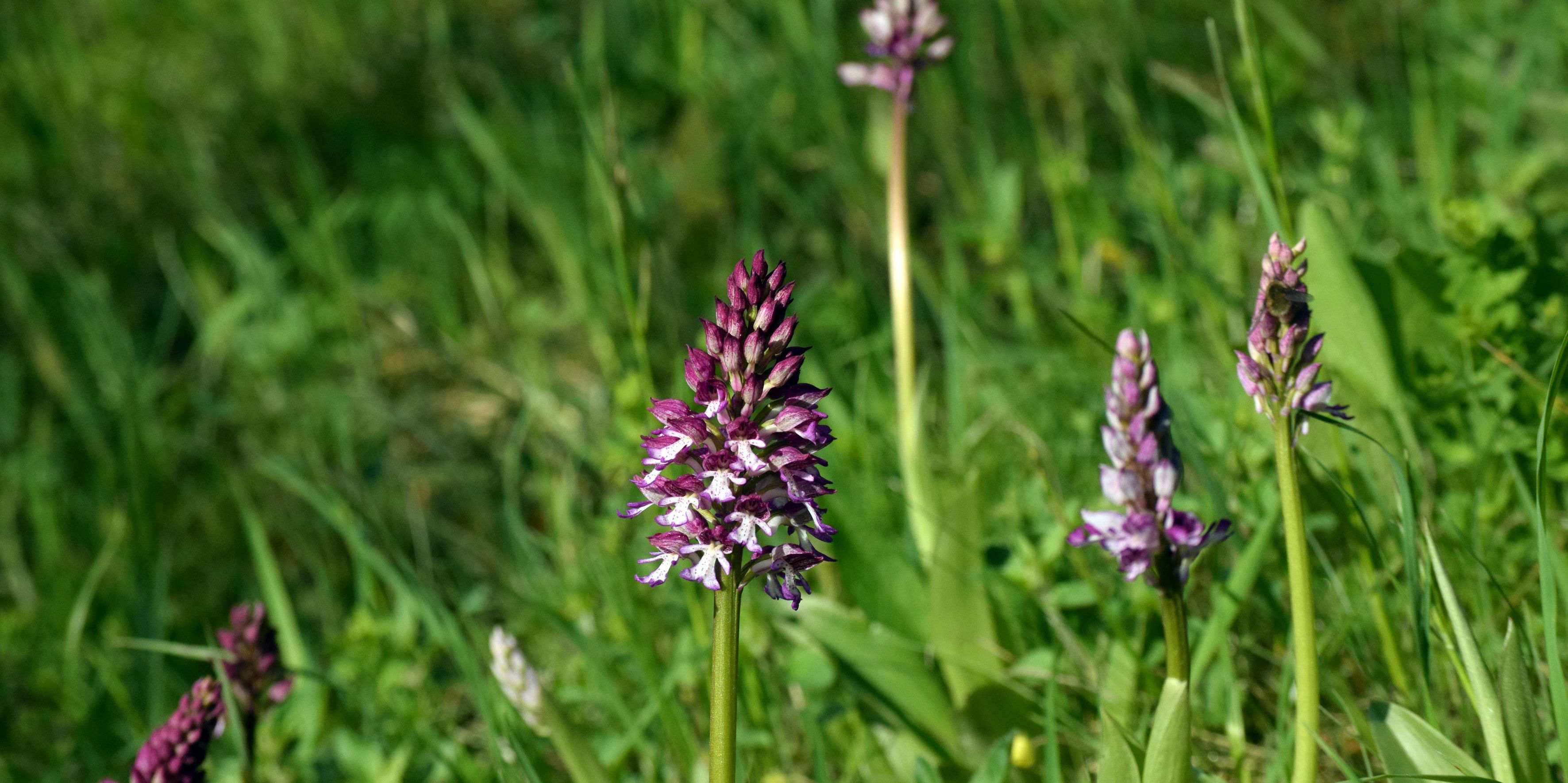 Orchideenführungen im Leutratal
