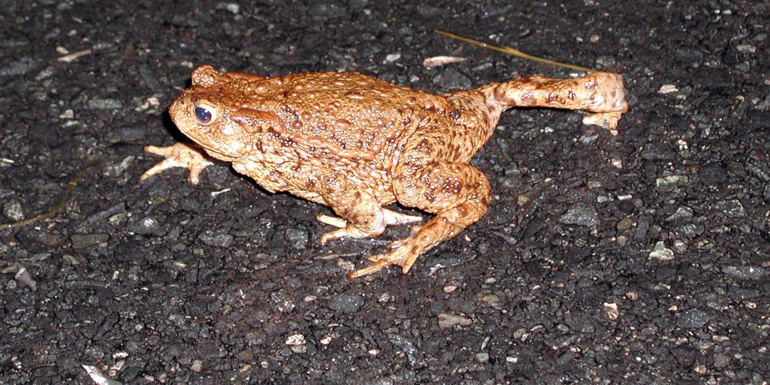 Rücksicht auf Amphibien