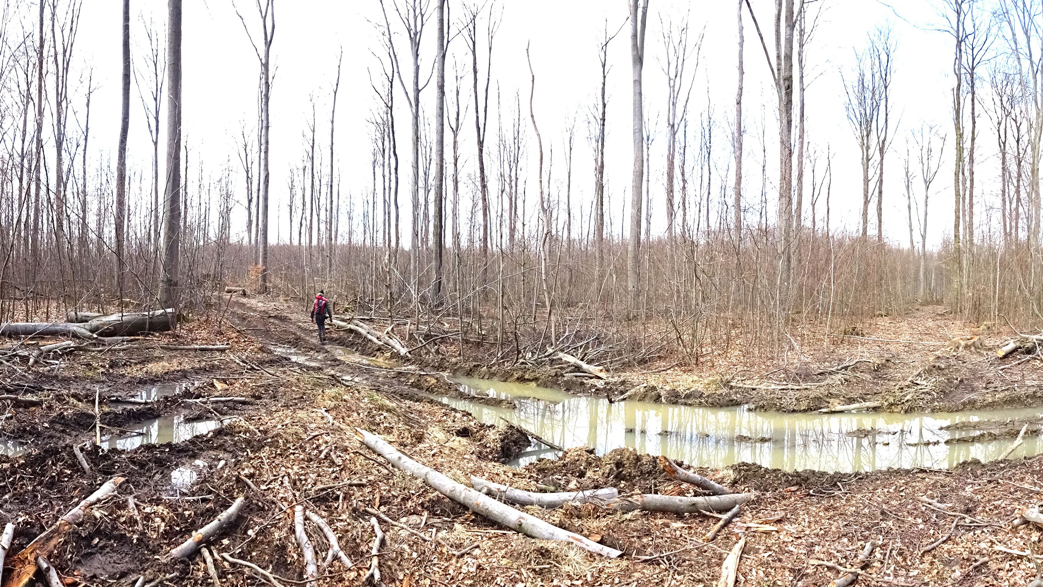 Strafanzeige: NABU kritisiert Holzeinschlag im Tautenburger Forst 