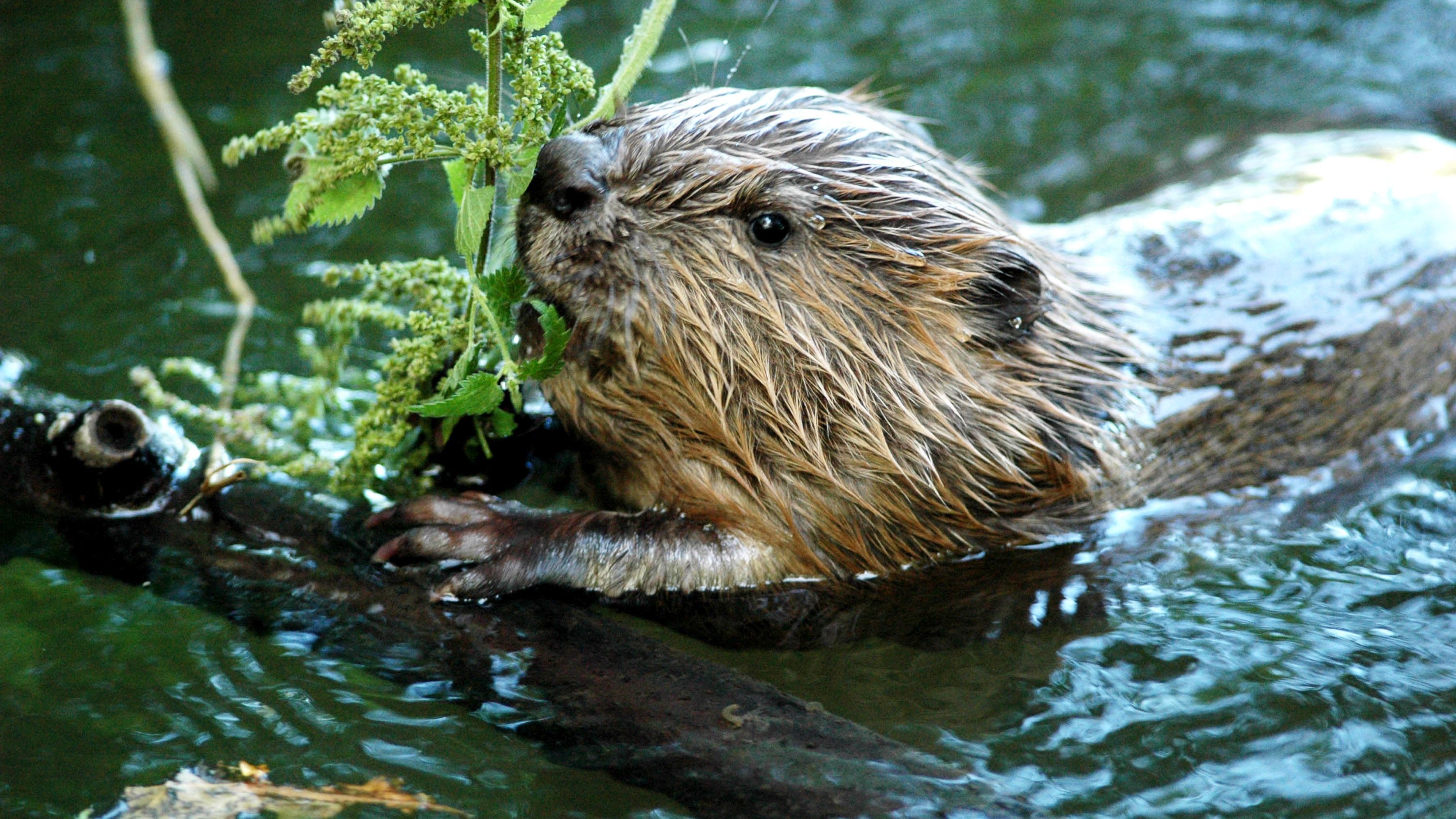 Achtung: Junge Biber gehen auf Wanderschaft