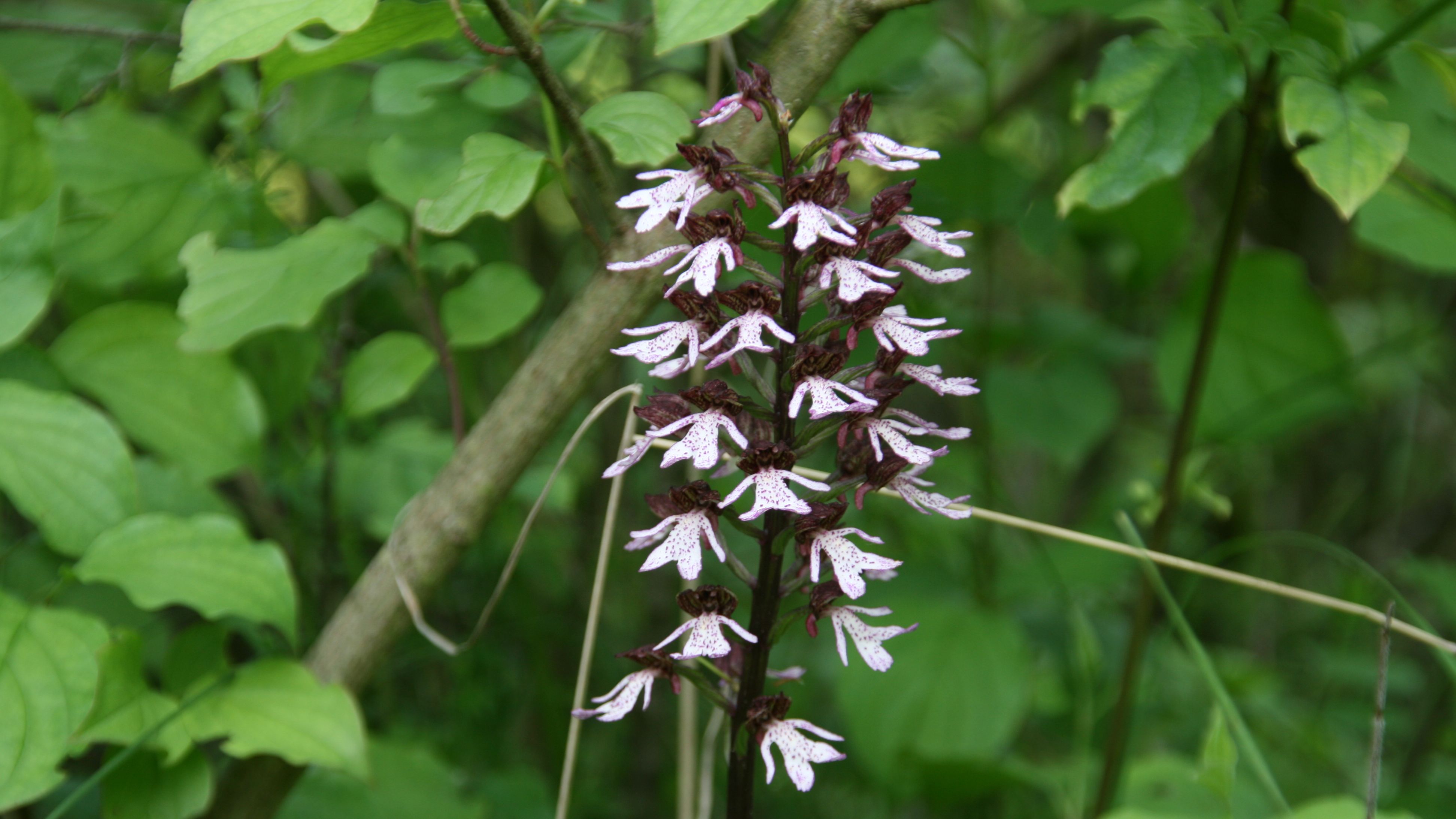 Orchideenwanderung ins Leutratal