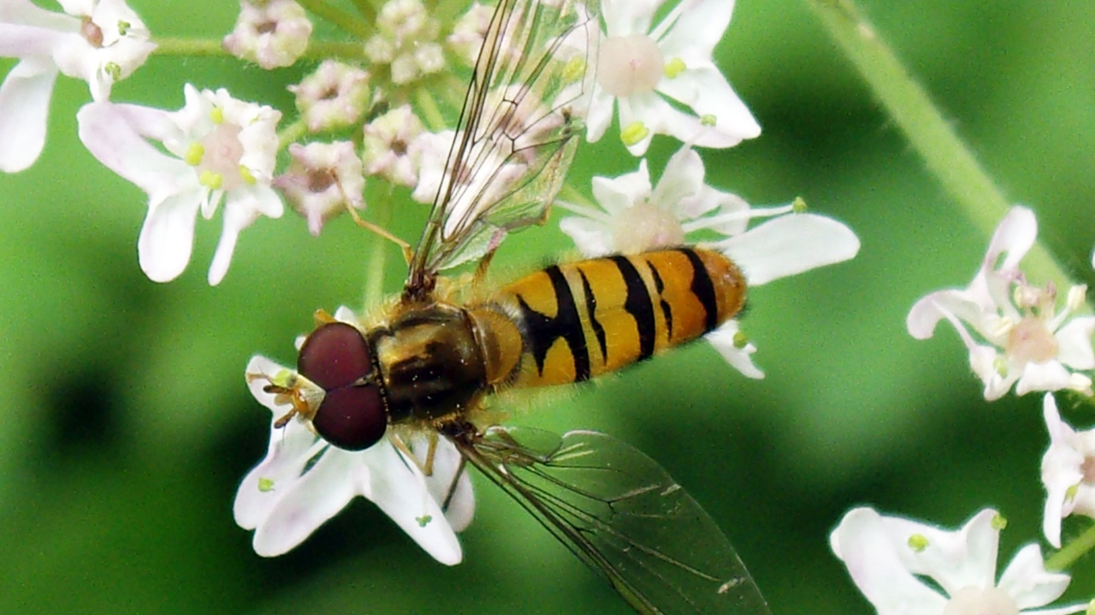 NABU startet Aktion „Insektensommer“