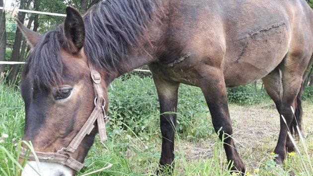 Pferd auf Koppel schwer verletzt