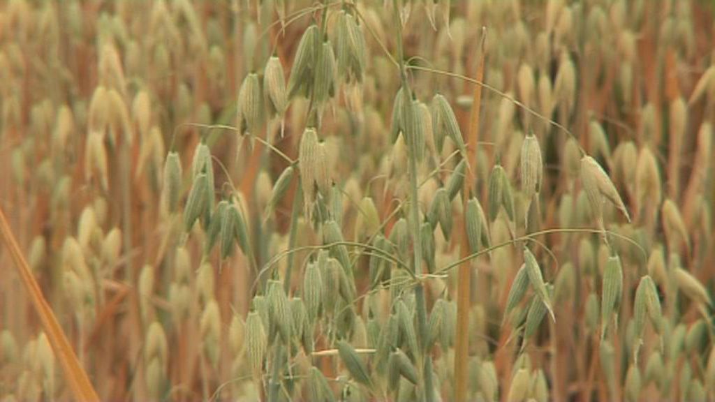 Gesundes Frühstück mit Hafer und Gerste  