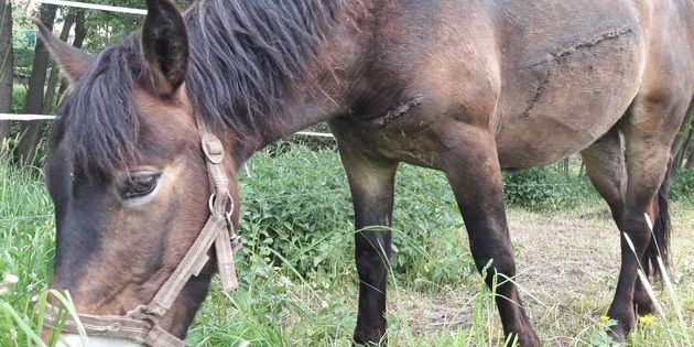 Pferd auf Koppel schwer verletzt