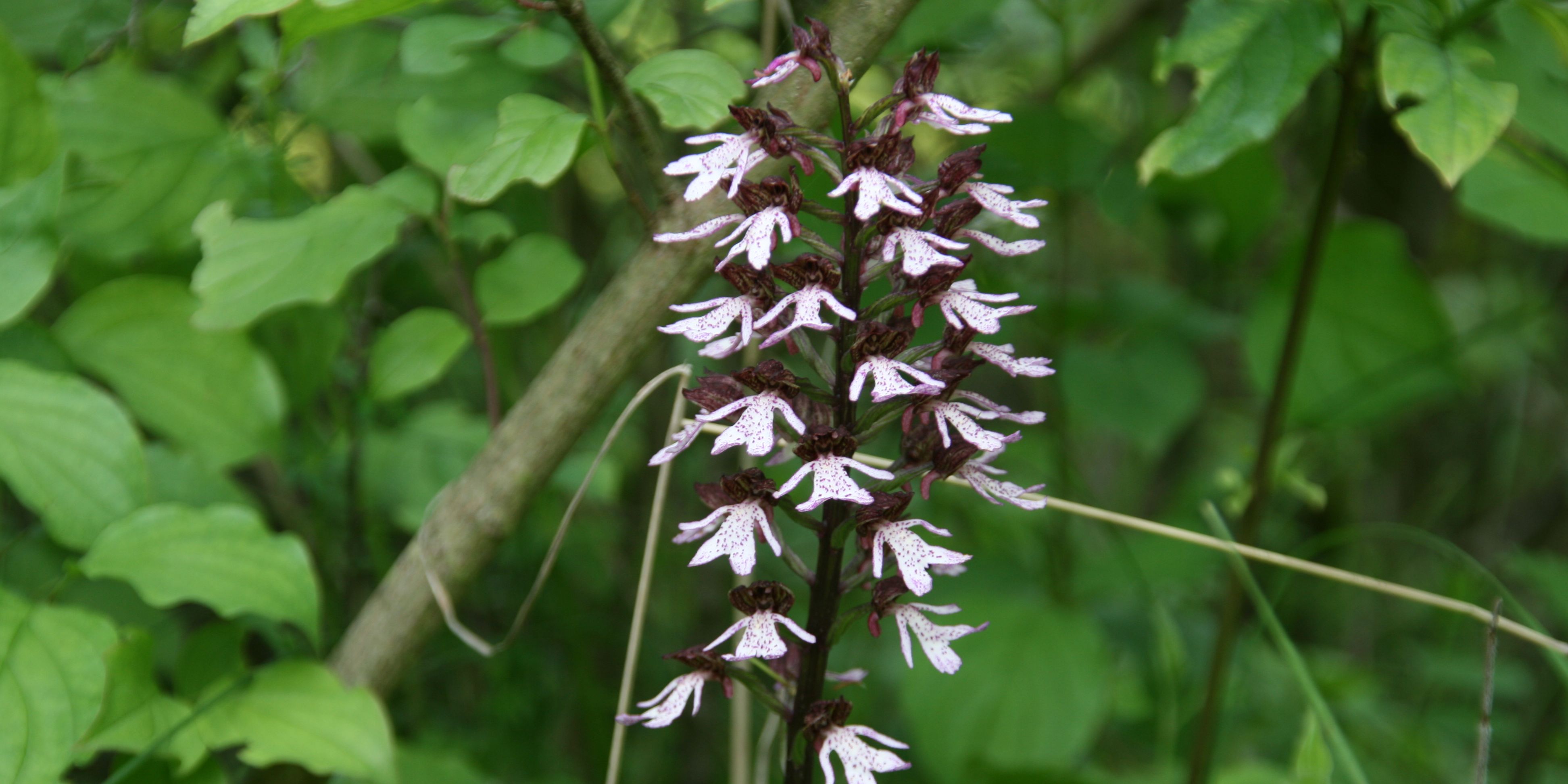 Orchideenwanderung ins Leutratal