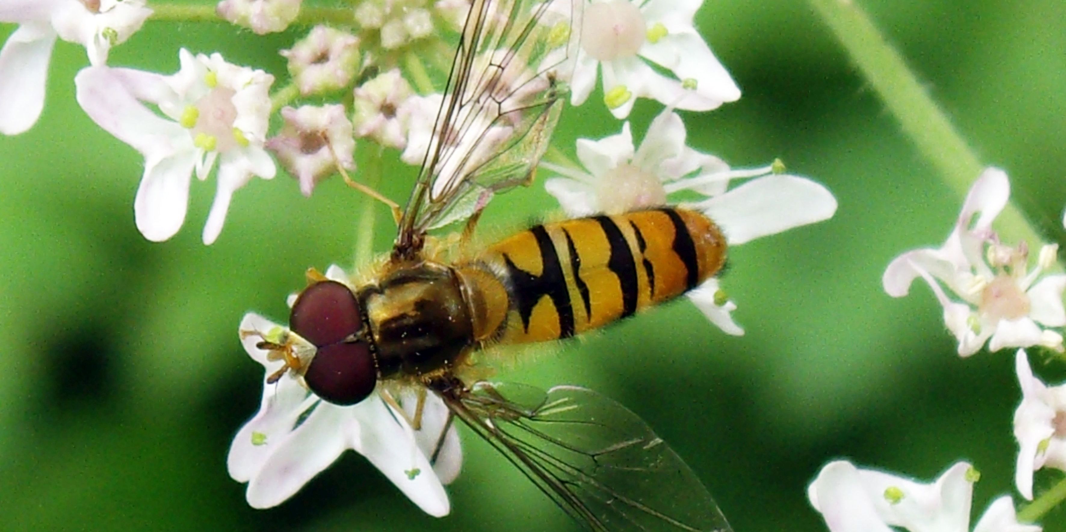 NABU startet Aktion „Insektensommer“