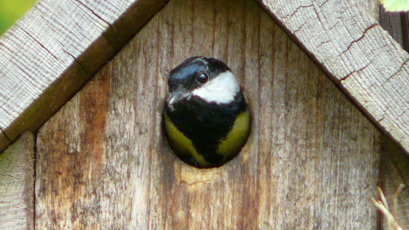 „Stunde der Gartenvögel" bis zum Sonntag