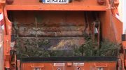Tannen im Schredder: Der Kommunalservice Jena entsorgt Weihnachtsbäume
