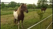 Gutmütige Warmblüter: Auch in Ostthüringen werden Island-Ponys gehalten