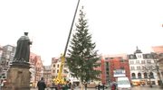 Weihnachtsbaum: 20 Meter hohe Fichte steht seit Samstag auf dem Markt