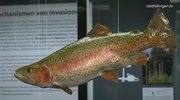 Invasion: Im Phyletischen Museum werden ganz besondere Tier- und Pflanzenarten ausgestellt