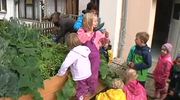 Anbau: Kinder der Kita „Zum Leutratal“ ernten Gemüse im hauseigenen Garten