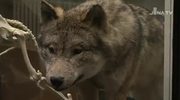 Wolf und Wildkatze: Das Phyletische Museum lädt bis März 2014 in eine Sonderausstellung ein
