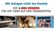 Aktion zu Schlachttieren auf Transporten 