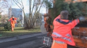 Ausgediente Weihnachtsbäume werden abgeholt