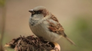Haussperling ist Thüringens häufigster Wintervogel