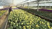 Begrünt: In der Gärtnerei am Talstein werden tausende Frühjahrspflanzen herangezogen