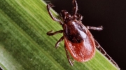Achtung: Zecken-Saison hat begonnen