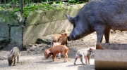 Tierpark Gera bekommt seltenen Ferkelzuwachs   