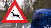 Polizei warnt vor Wildunfällen