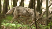 NABU-Probe klärt Herkunft vom Thüringer Wolf
