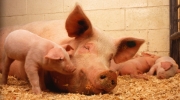 Veterinäramt warnt vor afrikanischer Schweinepest