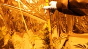 Cannabis-Zucht beschlagnahmt