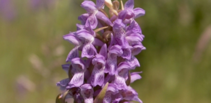 Eröffnung Orchideenjahr 2015