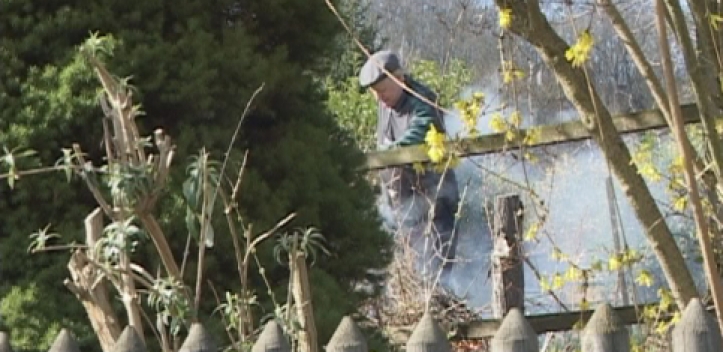 Verbrennen von Baum- und Strauchschnitt