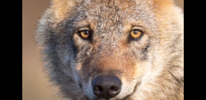 NABU klärt über Wölfe auf