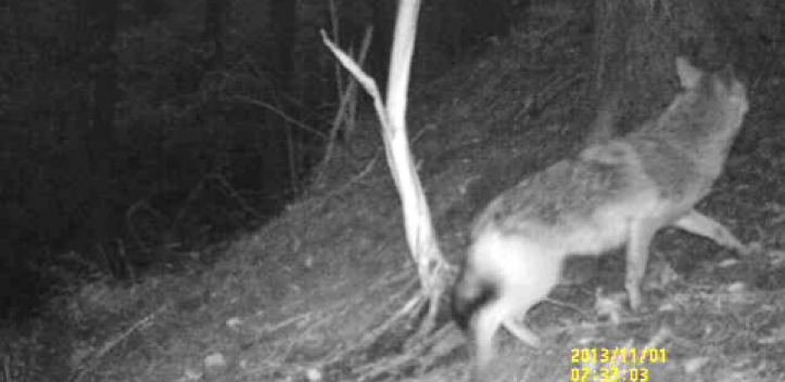 NABU-Fachtagung: „Der Wolf in Thüringen“