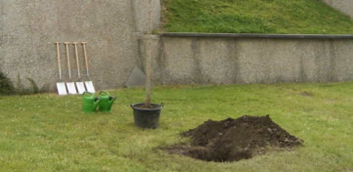 Baum des Jahres wird gepflanzt